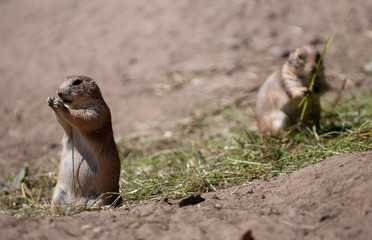 prairie dog