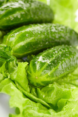 cucumbers and lettuce on the white background