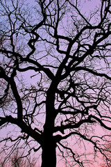 Tree silhouette on the sunset sky background