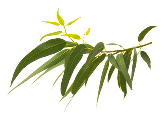 Rameau d'eucalyptus © lamax