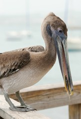 Pelican eating fish. Fish in the  beak