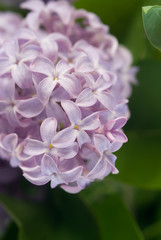 The lilac