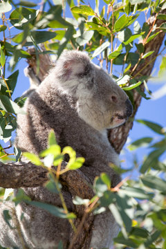 Koalabär Portrait