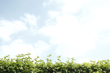 Hintergrund Hecke
