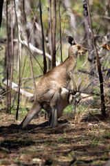 Naklejka premium Känguru