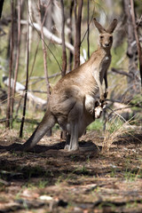 Obraz premium Känguru