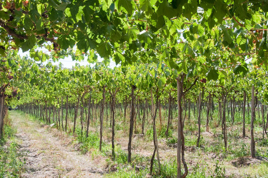 Vineyard at Elqui valley
