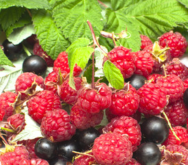 juicy currant,raspberries