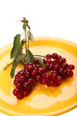 Bird cherry berry