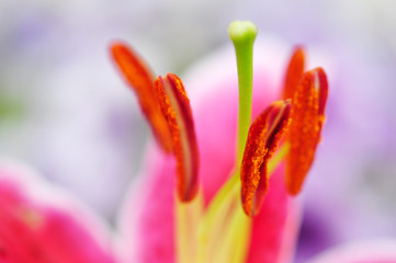 Blume, Detail © photocrew