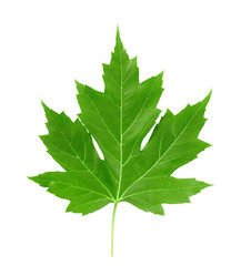 leaf of maple