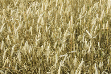 Grain field