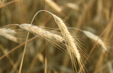 Grain field