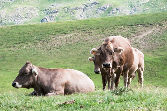 Cows in  Pyrenees