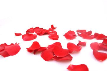 Rose-petals on a white background