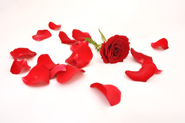 rose and petals on white background