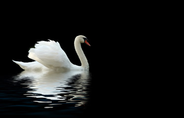 Fototapeta premium swan