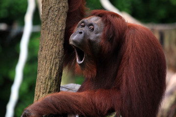 Sleepy Orang Utan