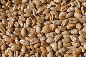 grains de blé