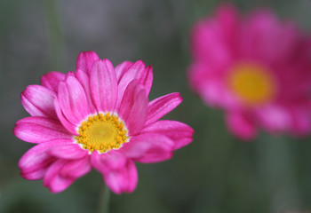 Fototapeta premium Margerite -pink