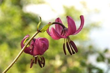 rosée sur lys © dahu