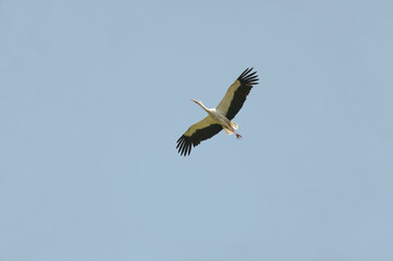 Fliegender Storch