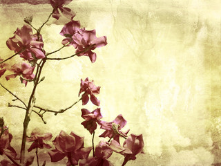 Plakaty  Piękne tło grunge z magnolią