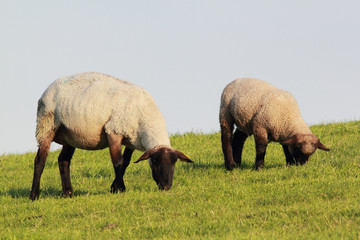 Obraz premium Schaf mit Lamm