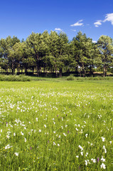 Meadow with trees and blue cloudy sky