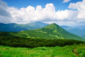 Pine bush in Carpathians