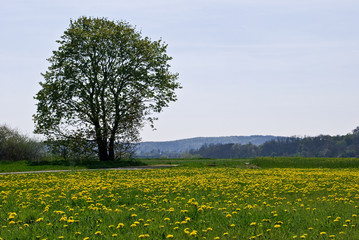 A single tree on a dandelion field