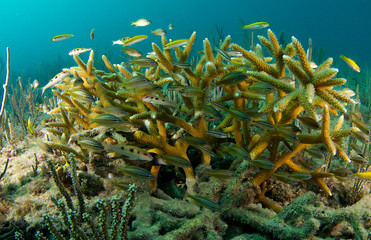 Fototapeta na wymiar Młodych ryb w kolonii Staghorn korala.