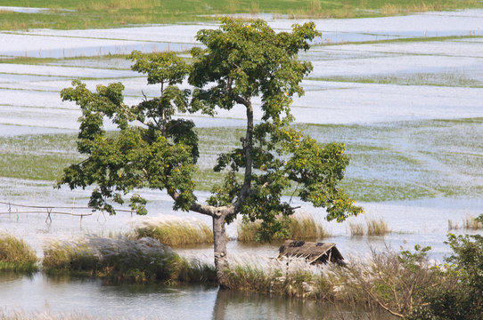 Flooded fields around Inle lake ( during monsoon ) in Burma.