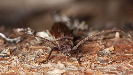 Dusky longhorn (Aphopalus rusticus)
