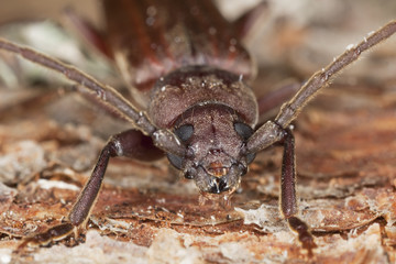 Dusky longhorn (Aphopalus rusticus)