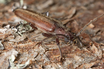 Dusky longhorn (Aphopalus rusticus)