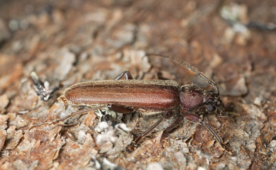 Dusky longhorn (Aphopalus rusticus)
