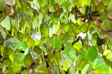 Crowded colorful butterfly