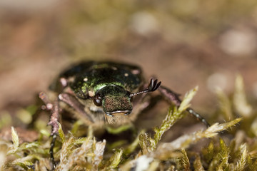 Noble chafer (Gnosimus nobilis)