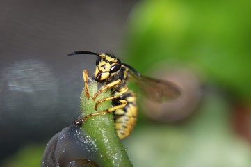 yellow jacket wasp