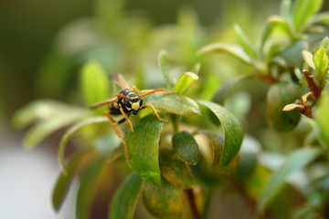 wasp