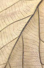 abstract leaf