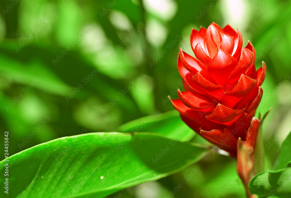 Wall mural ginger flower