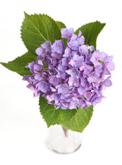 hortensia