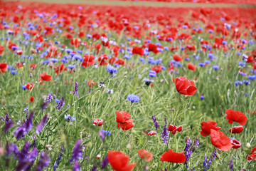 Wildblumen im Rapsfeld