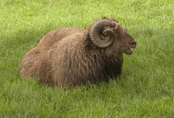 Naklejka premium Sheep in the grass