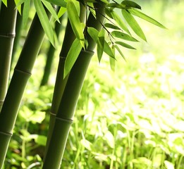 Bright green bamboo forest