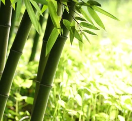 Abwaschbare Fototapete Bambus Hellgrüner Bambuswald
