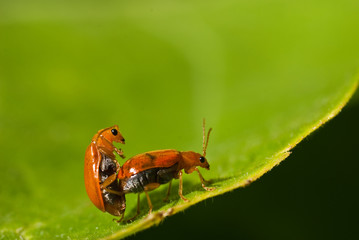 Orange Beetle Mating