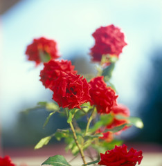 Red roses.